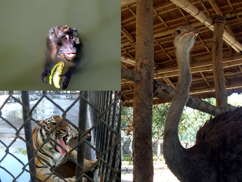 animals